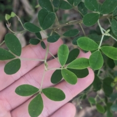 Goodia pubescens (Silky Golden Tip) at Kinglake National Park - 29 Oct 2023 by Darcy