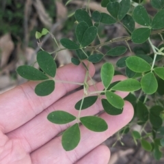 Goodia pubescens at suppressed - suppressed