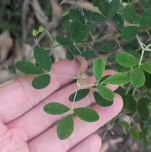 Goodia pubescens at suppressed - suppressed