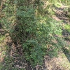 Goodia pubescens at suppressed - 29 Oct 2023