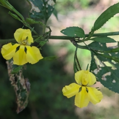 Goodenia ovata (Hop Goodenia) at Kinglake National Park - 29 Oct 2023 by Darcy