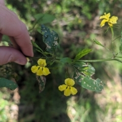 Goodenia ovata at Kinglake, VIC - 29 Oct 2023 04:02 PM