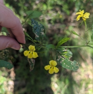 Goodenia ovata at Kinglake, VIC - 29 Oct 2023