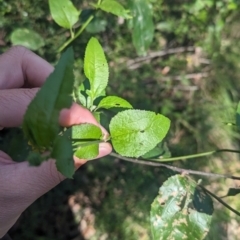 Goodenia ovata at Kinglake, VIC - 29 Oct 2023