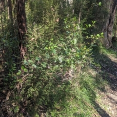 Goodenia ovata at Kinglake, VIC - 29 Oct 2023