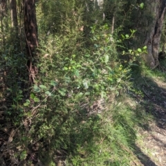 Goodenia ovata at Kinglake, VIC - 29 Oct 2023 04:02 PM