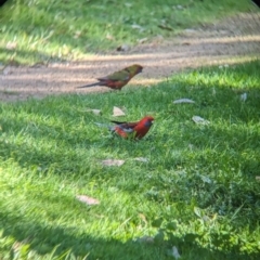 Platycercus elegans (Crimson Rosella) at Kinglake National Park - 29 Oct 2023 by Darcy