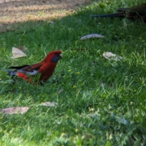 Platycercus elegans at Kinglake, VIC - 29 Oct 2023 04:40 PM