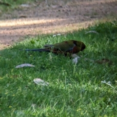 Platycercus elegans at Kinglake, VIC - 29 Oct 2023 04:40 PM