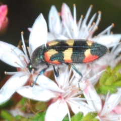 Castiarina sexplagiata (Jewel beetle) at Tinderry, NSW - 31 Oct 2023 by Harrisi