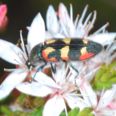 Castiarina sexplagiata (Jewel beetle) at Tinderry, NSW - 31 Oct 2023 by Harrisi