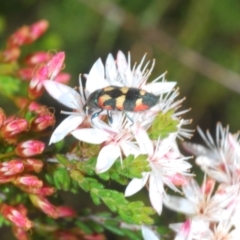 Castiarina sexplagiata at Tinderry, NSW - 31 Oct 2023