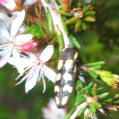 Castiarina decemmaculata (Ten-spot Jewel Beetle) at Tinderry, NSW - 31 Oct 2023 by Harrisi