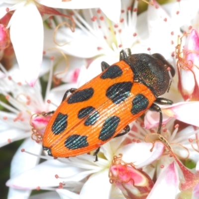 Castiarina octomaculata (A jewel beetle) at Tinderry, NSW - 31 Oct 2023 by Harrisi