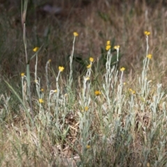 Chrysocephalum apiculatum (Common Everlasting) at Higgins, ACT - 29 Oct 2023 by Untidy