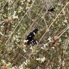 Phalaenoides tristifica (Willow-herb Day-moth) at Black Flat at Corrowong - 26 Oct 2023 by BlackFlat