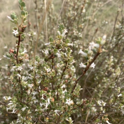 Brachyloma daphnoides (Daphne Heath) at Corrowong, NSW - 26 Oct 2023 by BlackFlat