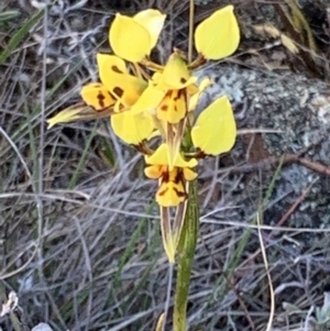 Diuris sulphurea at Corrowong, NSW - 29 Oct 2023