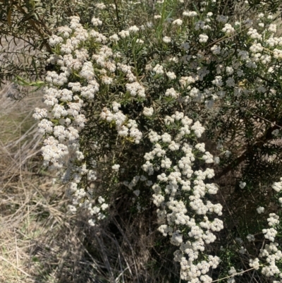 Ozothamnus conditus (Pepper Everlasting) at Craigie State Forest - 28 Oct 2023 by BlackFlat