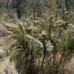 Ozothamnus conditus at Craigie, NSW - 28 Oct 2023