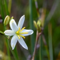 Thelionema caespitosum (Tufted Blue Lily) at QPRC LGA - 3 Oct 2023 by Tezrushton