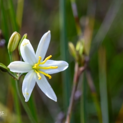 Thelionema caespitosum (Tufted Blue Lily) at QPRC LGA - 3 Oct 2023 by Tezrushton