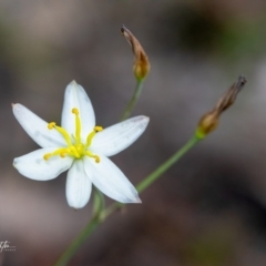 Thelionema caespitosum at Back Creek, NSW - 3 Oct 2023