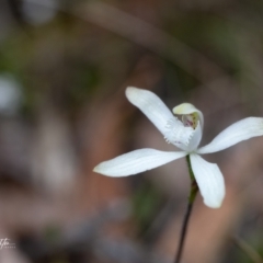 Caladenia dimorpha (Spicy Caps) at Back Creek, NSW - 3 Oct 2023 by Tezrushton