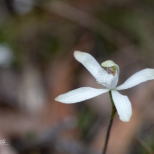 Caladenia dimorpha at Back Creek, NSW - 3 Oct 2023