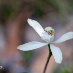 Caladenia dimorpha at Back Creek, NSW - 3 Oct 2023