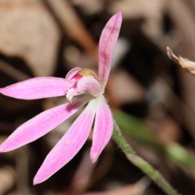 Caladenia carnea (Pink Fingers) at Chiltern, VIC - 29 Oct 2023 by KylieWaldon