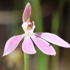 Caladenia carnea at Chiltern, VIC - suppressed