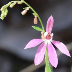 Caladenia carnea at Chiltern, VIC - suppressed