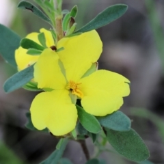 Hibbertia obtusifolia (Grey Guinea-flower) at Chiltern, VIC - 29 Oct 2023 by KylieWaldon