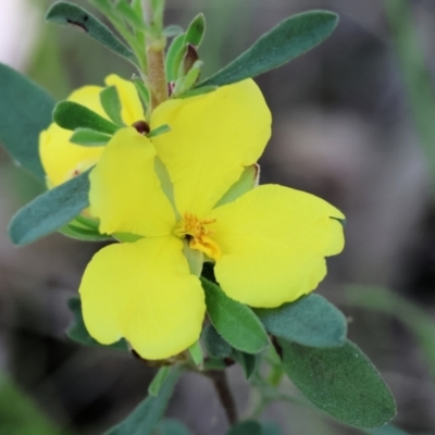 Hibbertia obtusifolia (Grey Guinea-flower) at Chiltern-Mt Pilot National Park - 28 Oct 2023 by KylieWaldon