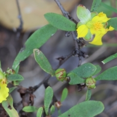 Hibbertia obtusifolia at Chiltern, VIC - 29 Oct 2023