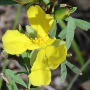 Hibbertia obtusifolia at Chiltern, VIC - 29 Oct 2023