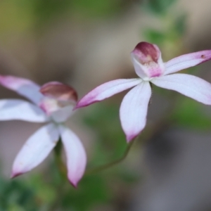 Caladenia moschata at Chiltern, VIC - suppressed