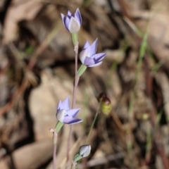 Thelymitra (Genus) (Sun Orchid) at Chiltern, VIC - 29 Oct 2023 by KylieWaldon