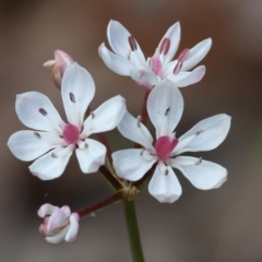 Burchardia umbellata (Milkmaids) at Chiltern-Mt Pilot National Park - 29 Oct 2023 by KylieWaldon