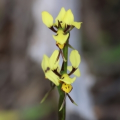 Diuris sulphurea (Tiger Orchid) at Chiltern-Mt Pilot National Park - 28 Oct 2023 by KylieWaldon