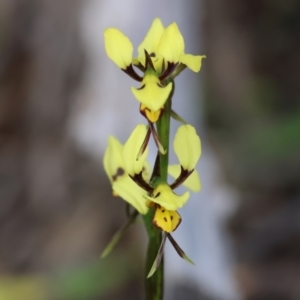 Diuris sulphurea at Beechworth, VIC - 29 Oct 2023