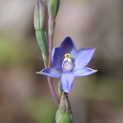 Thelymitra pauciflora (Slender Sun Orchid) at Beechworth, VIC - 28 Oct 2023 by KylieWaldon