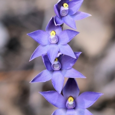 Cyanicula caerulea by KylieWaldon