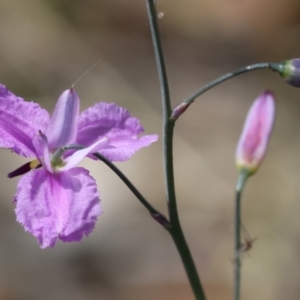 Arthropodium strictum at Beechworth, VIC - 29 Oct 2023 09:54 AM