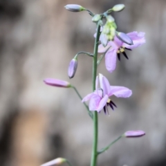 Arthropodium strictum at Beechworth, VIC - 29 Oct 2023