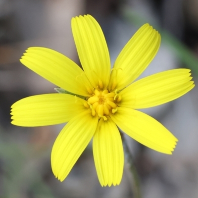 Microseris walteri (Yam Daisy, Murnong) at Beechworth, VIC - 28 Oct 2023 by KylieWaldon