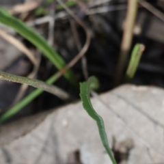 Microseris walteri at Beechworth, VIC - 29 Oct 2023