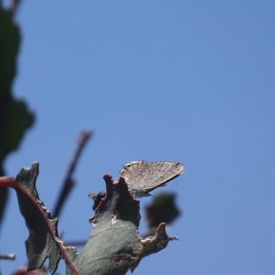 Acrodipsas myrmecophila (Small Ant-blue Butterfly) at Mount Mugga Mugga - 29 Oct 2023 by Mike