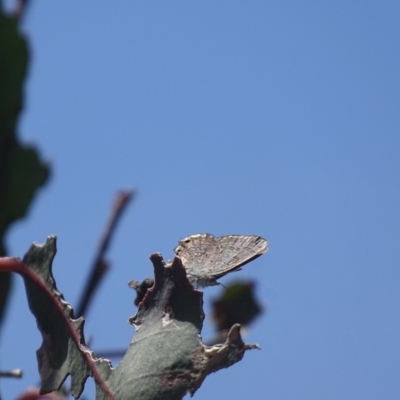 Acrodipsas myrmecophila (Small Ant-blue Butterfly) by Mike